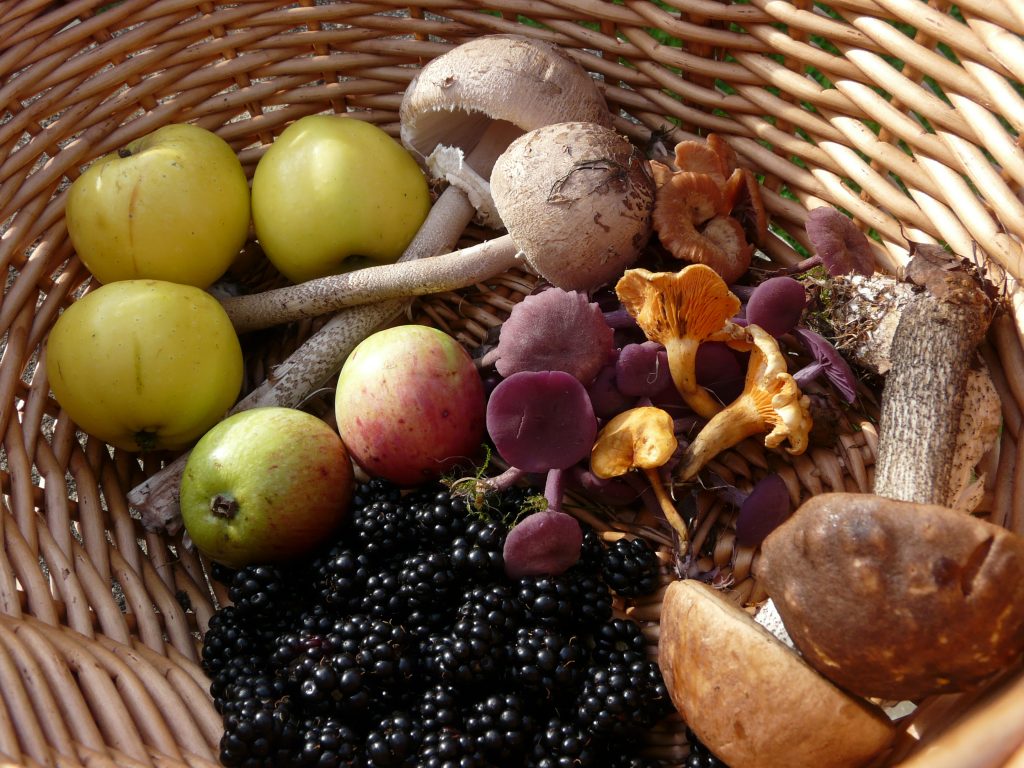Basket showing edible fungi, crab apples, blackberries